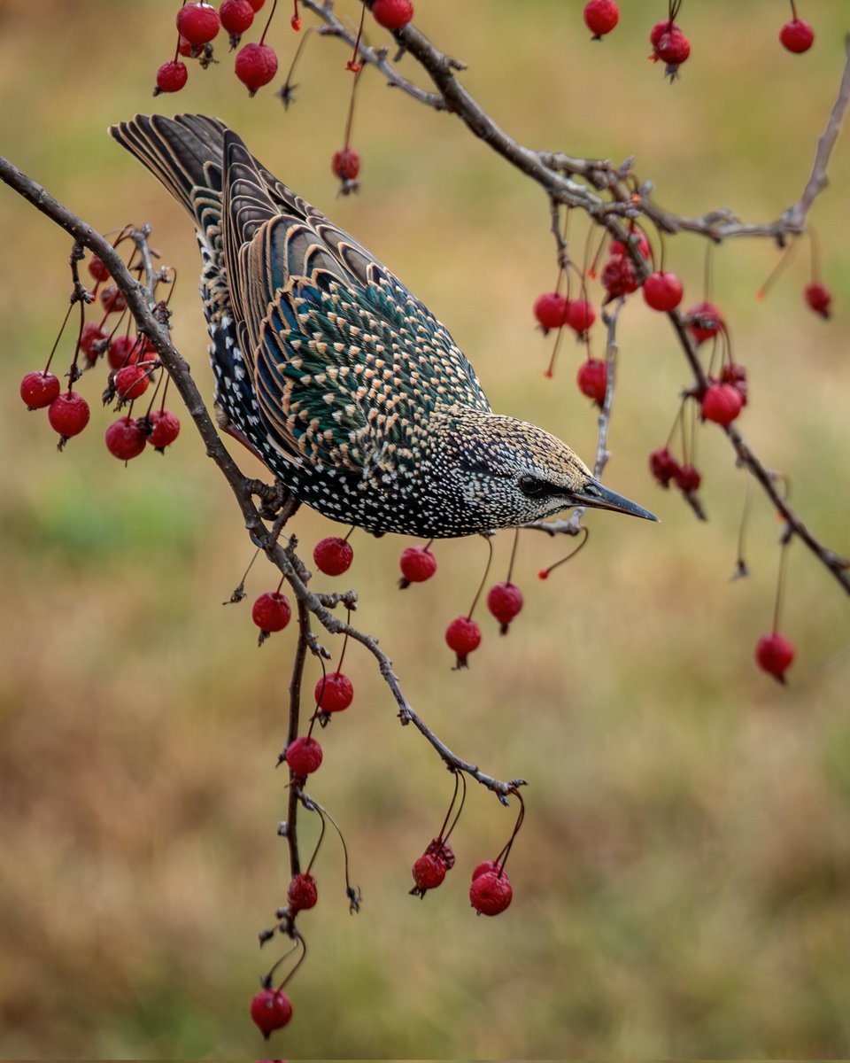 Starling in the Crabapple Tree yesterday. 

Photographed with a Canon 5D Mark IV &amp; 100-400mm f/4.5-5.6L lens +1.4x III extender.

#birdwatching #birdphotography #wildlife #nature #teamcanon #canonusa
