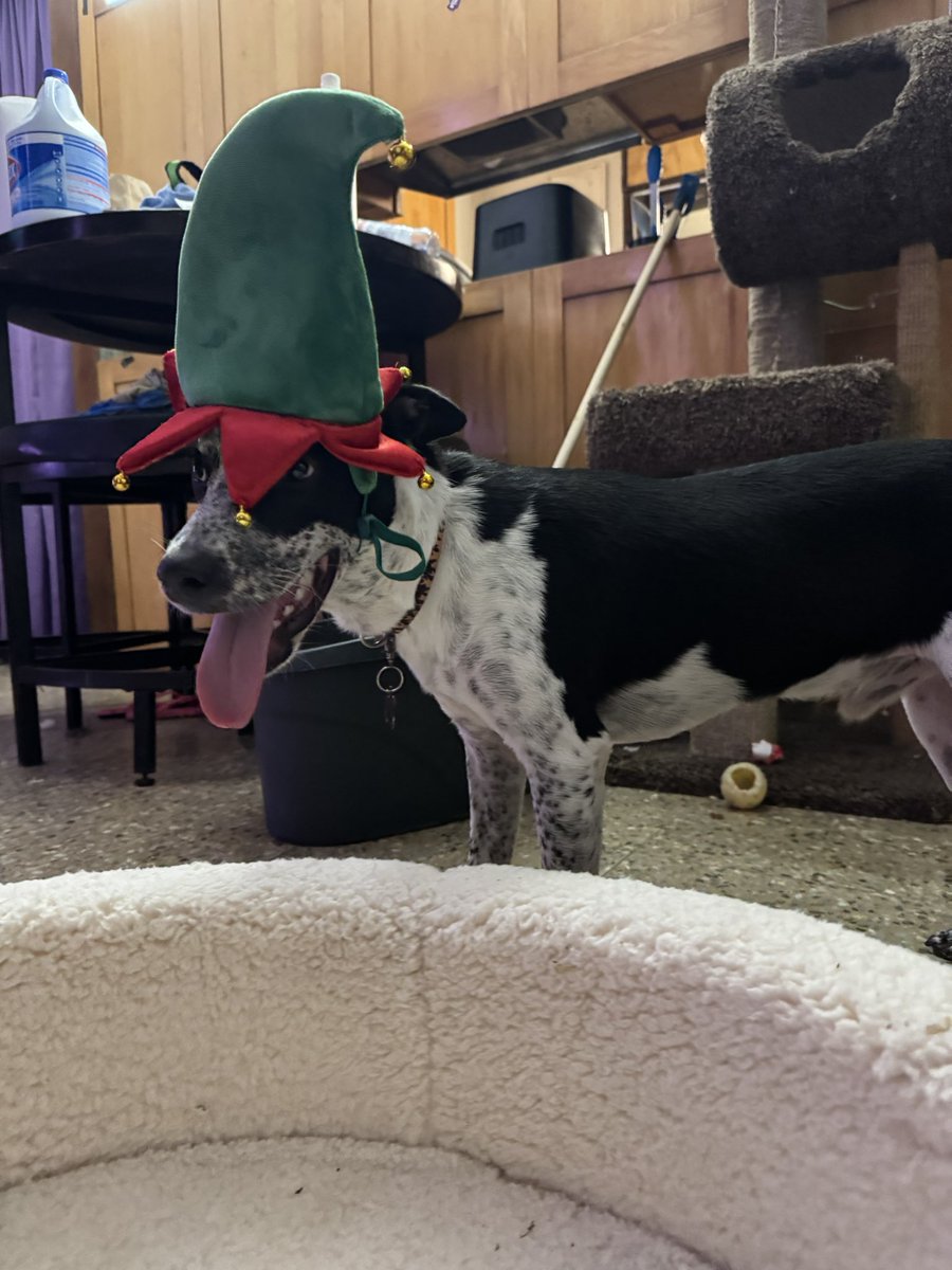 Gohan is Ready for Christmas