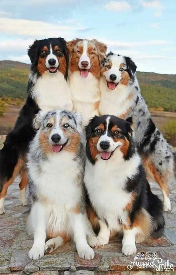 Family Portrait 🐾🐶🐾
