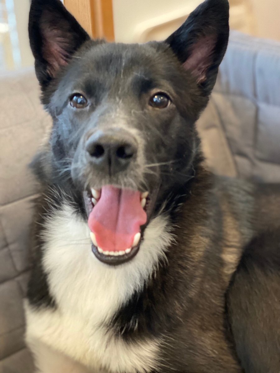 【#里親募集】「牛柄ソックスを履いた黒犬ノアちゃん」#東京都 #町田市 - 犬の里親募集(455566) pet-home.jp/dogs/tokyo/pn4… #保護犬 #保護犬を家族に #雑種犬 #中型犬 #中型雑種犬 #犬 #子犬 #栃木県