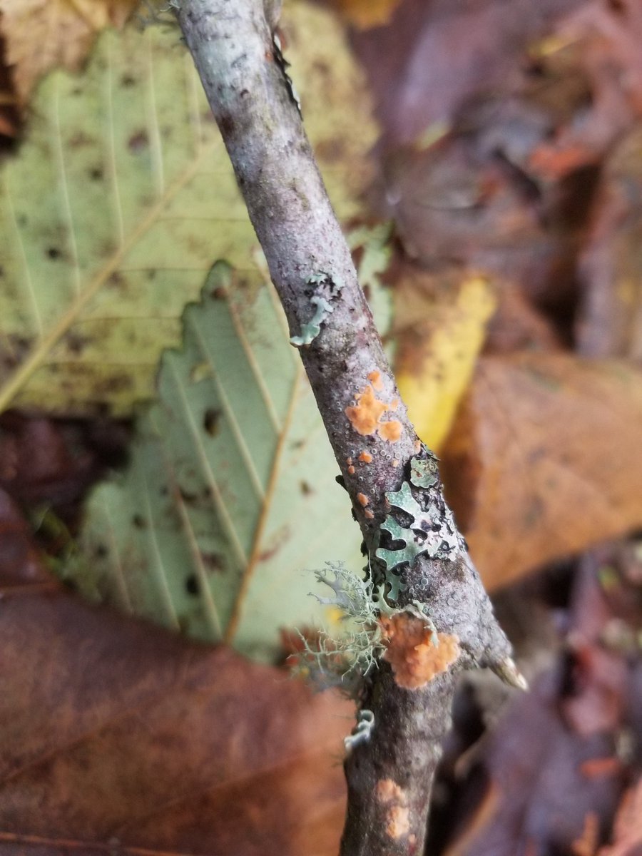 Happy #HotStickSaturday, joy is in the little things 🌹