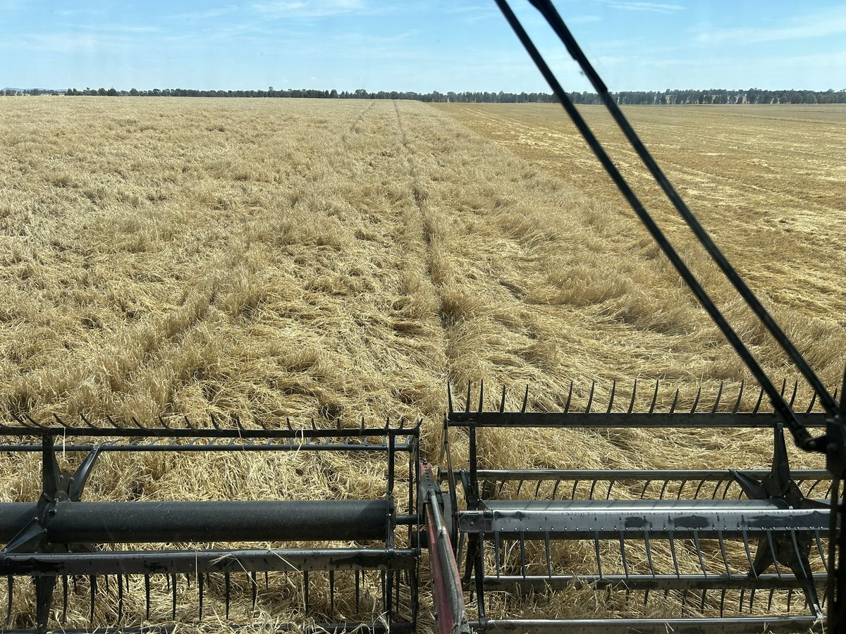 Rohan Brill tweet media