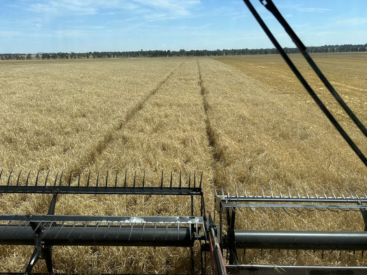 Rohan Brill tweet media