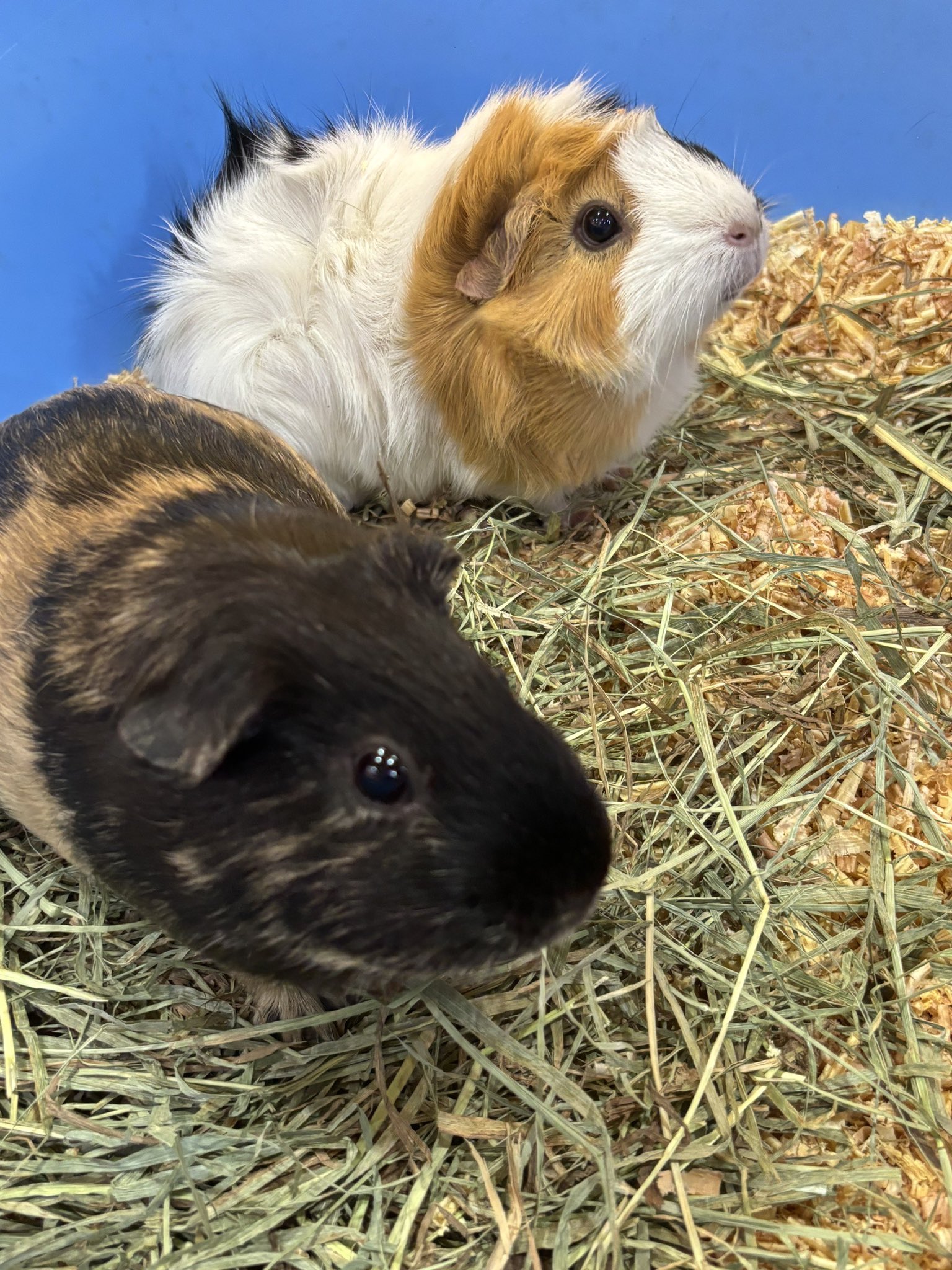 モルモットブリーダー 販売 CAVIES (@CAVIES_JAPAN) / X