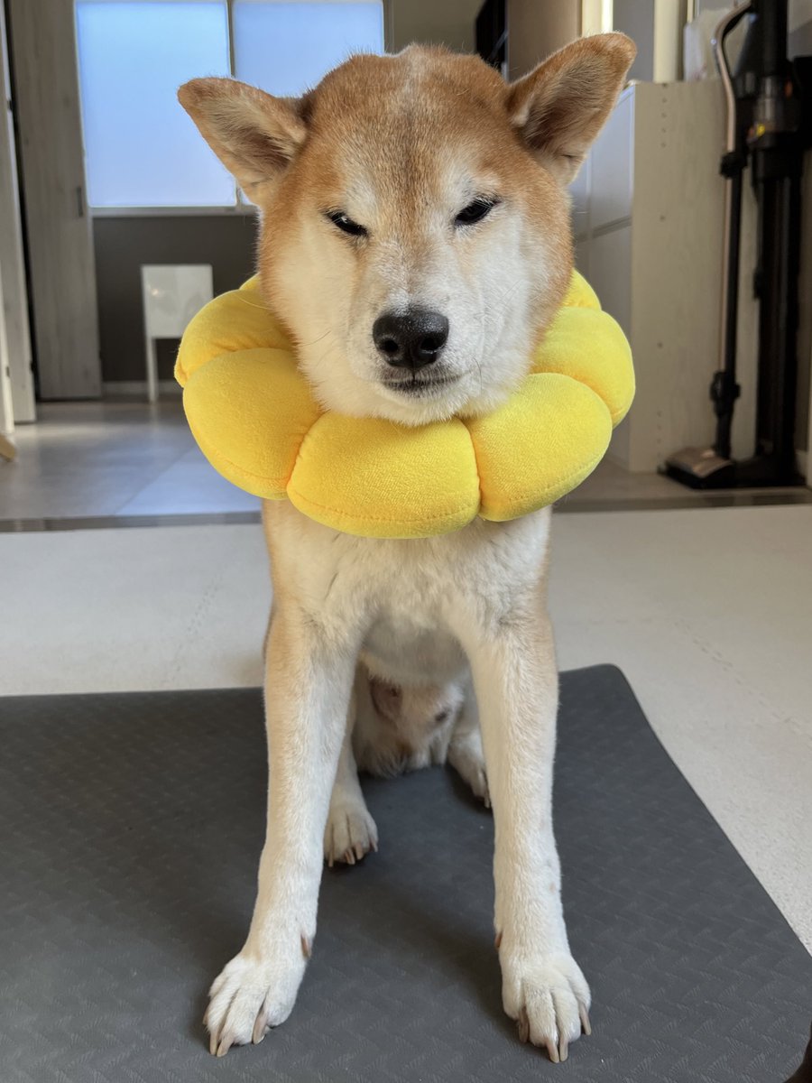 DogdiaryGeneral's tweet photo. 【🎉社長、14歳のお誕生日🐾】

今日は社長の誕生日です🎂✨
14歳になりました‼️ 人間にすると70～80歳くらいですが、まだまだ元気いっぱいです💪
これからも社長の活躍に期待しておりますよ✨

#犬の誕生日 #14歳 #犬好きと繋がりたい #老犬ライフ https://t.co/E4CwL1J5fu