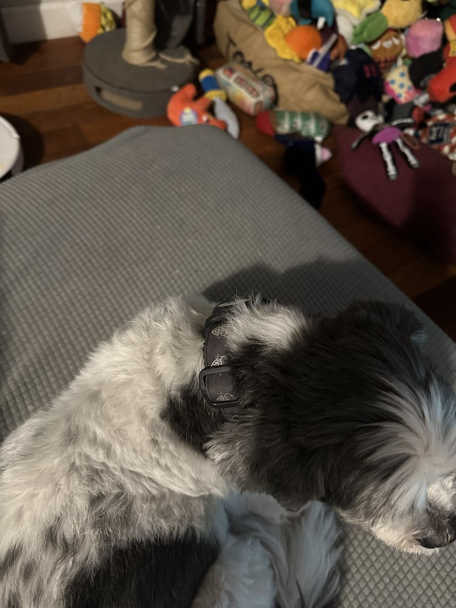 boughtahouseformydog tweet media