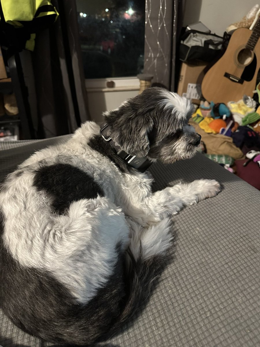 boughtahouseformydog tweet media