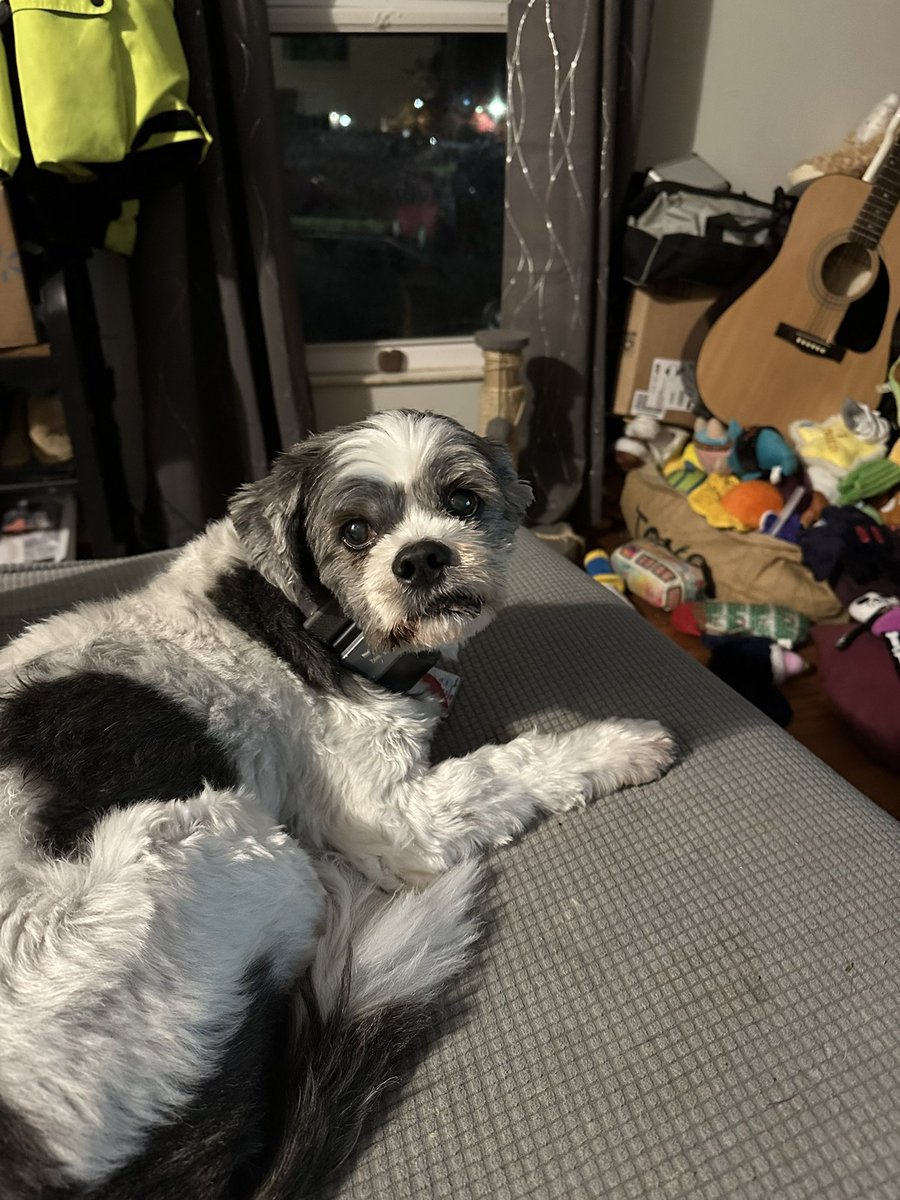 boughtahouseformydog tweet media