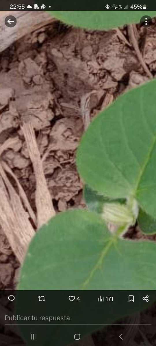 Roberto Peiretti (@peirettiroberto) on Twitter photo If we make a close up, we can "even see" the soil porosity and the stoover ( carbon ) decomposing and getting into the soil as Organic Matter....this is "soil health at work" on the real farming scenario....... <a href="/aapresid/">Aapresid</a> <a href="/AgBioWorld/">Channa Prakash</a> <a href="/AmirKassam1/">Amir Kassam</a> <a href="/bramaccimmyt/">Bram Govaerts CIMMYT</a> <a href="/GlobalFarmerNet/">GlobalFarmerNetwork</a> If we make a close up, we can "even see" the soil porosity and the stoover ( carbon ) decomposing and getting into the soil as Organic Matter....this is "soil health at work" on the real farming scenario....... <a href="/aapresid/">Aapresid</a> <a href="/AgBioWorld/">Channa Prakash</a> <a href="/AmirKassam1/">Amir Kassam</a> <a href="/bramaccimmyt/">Bram Govaerts CIMMYT</a> <a href="/GlobalFarmerNet/">GlobalFarmerNetwork</a>