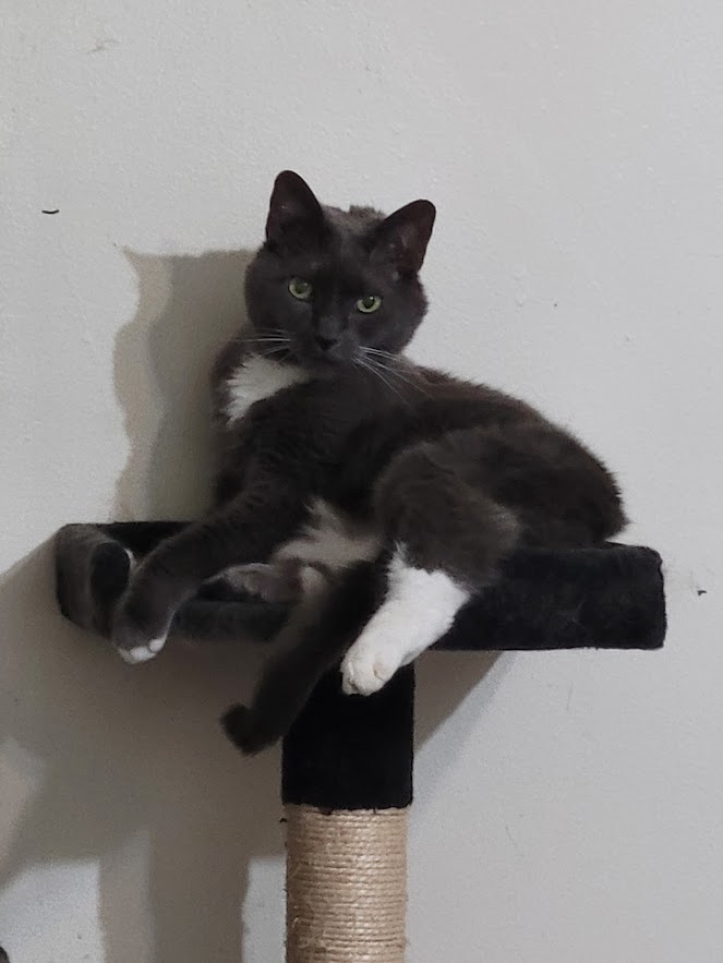 InanePrincess's tweet photo. @valhallacats Hoping it's not too late to join. After 17 years together, we lost this lovely boy on Thursday night, likely from complications from lymphoma. His name's Ivan. We all miss him at home very very much. https://t.co/f0lmWhxJ4M