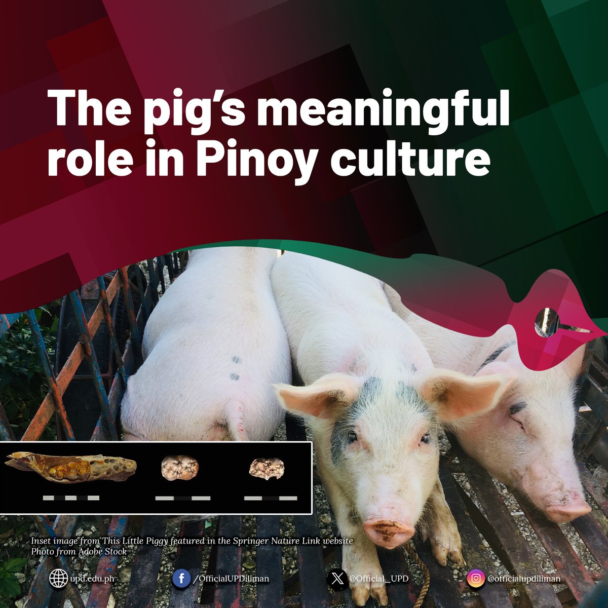 Our latest research featured by University of the Philippines Diliman.
upd.edu.ph/the-pigs-meani…