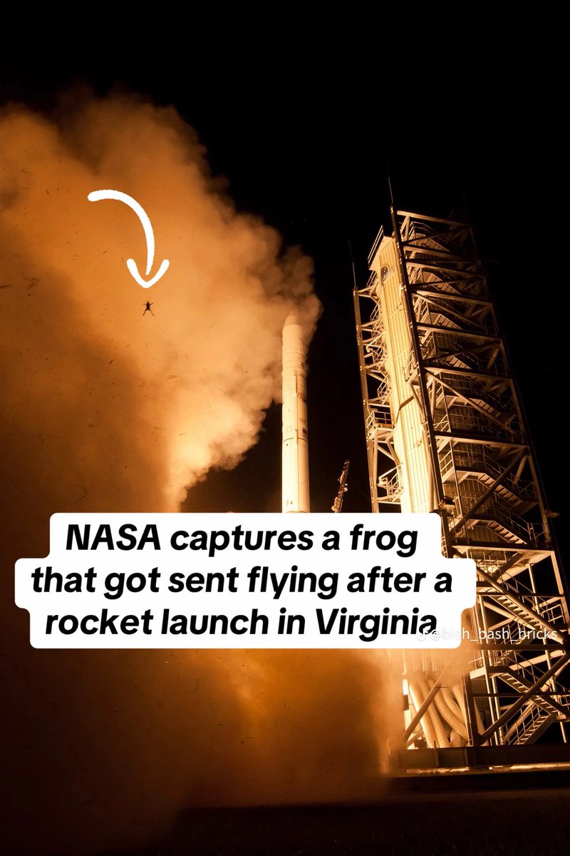 One Giant Leap: Frog Photobombs NASA Spacecraft Launch Photo — Colossal, image size:800x1200