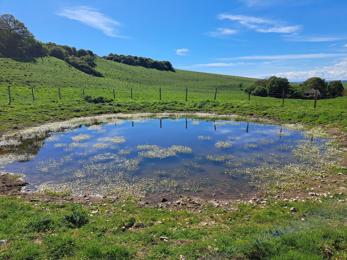 Our ranger teams and volunteers have been busy this year restoring and creating new dew ponds across the National Park. 

With more still to come, they are providing a haven for scores of flora and fauna including dragonflies, toads and birds.

#SouthDowns #ReNature