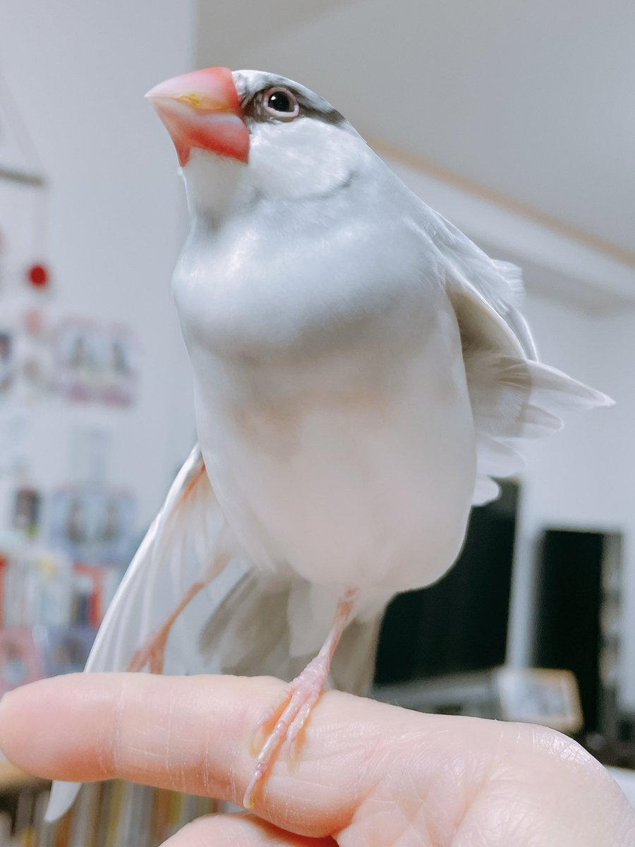 朝の、まーぶる🎵

おはようございまス.サー🌸

#buncho