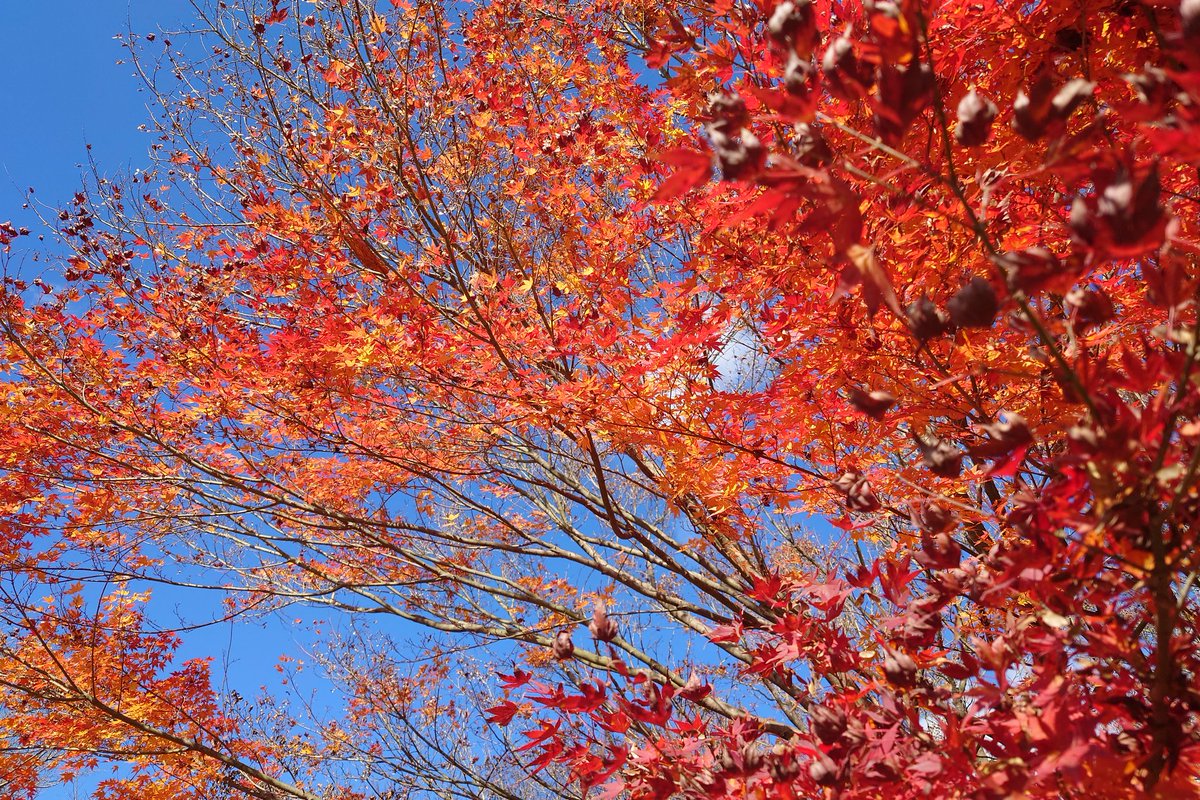 秋キャンプ気持ちいいなぁ。

#エコキャンプみちのく