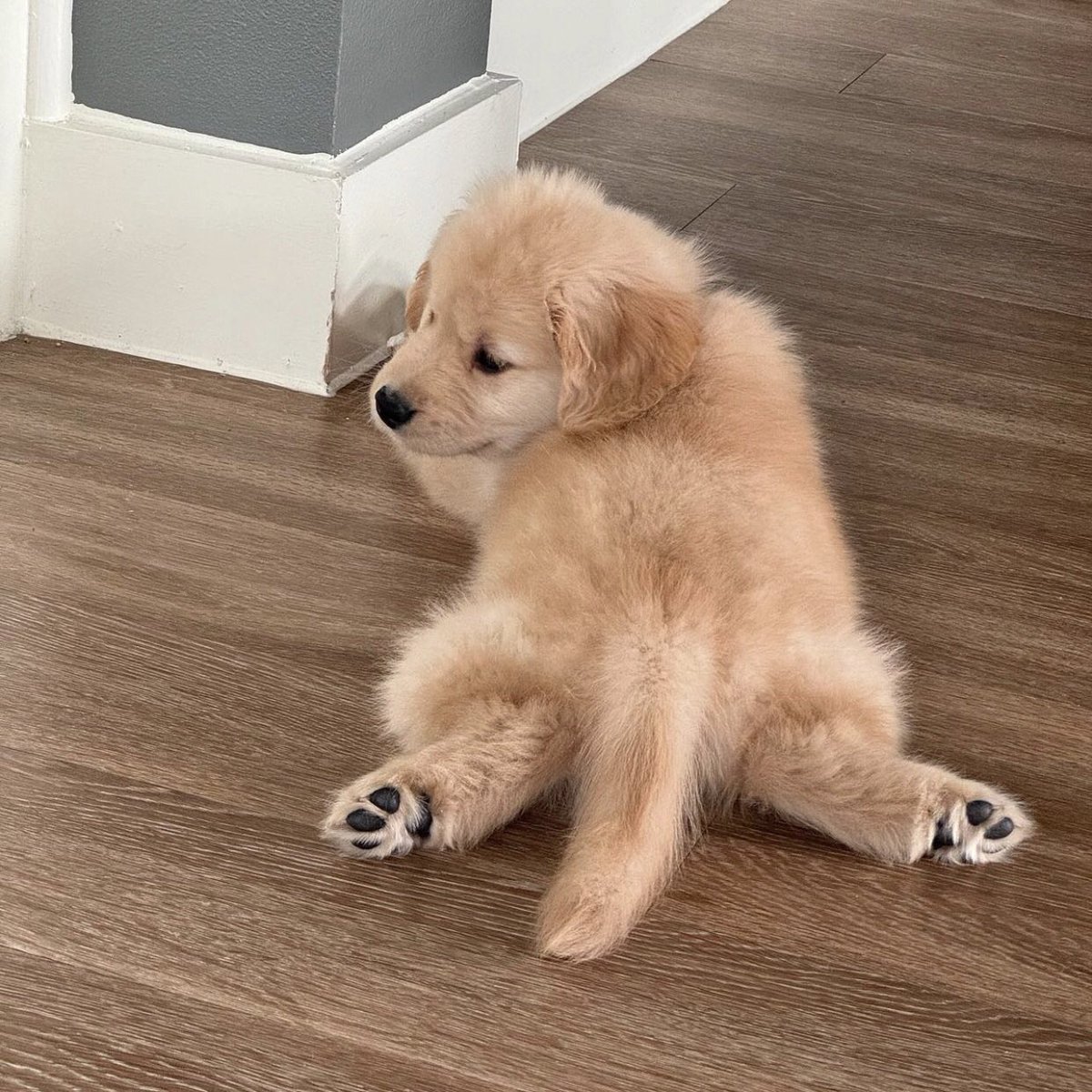 takemybear 🐶 tweet media