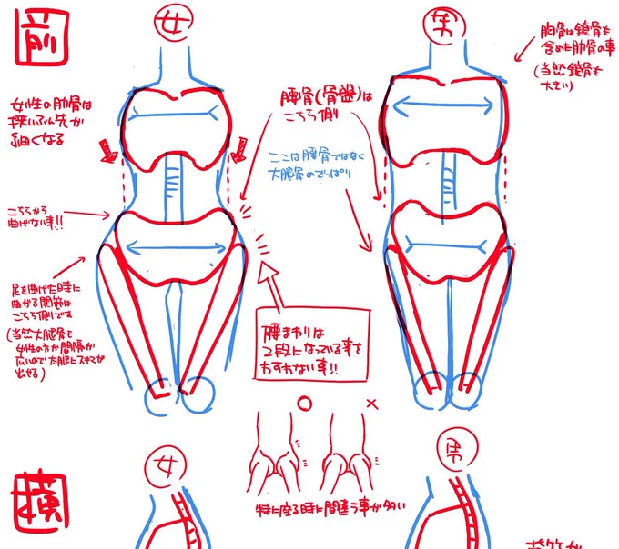 男女の描き分けで意識した方が良いところ
実際にはコレに腰の位置の高さとか個人差が入ってくるんですが、基本的に絵なので正確さではなくわかりやすさとシルエット重視にするとこんな感じ

面倒だったらワキの幅≦骨盤のトップの位置で女性ぽく 逆にすれば男性っぽくなる 