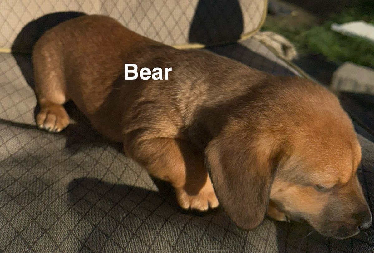 Z_Solves_It's tweet image. These pups will be 12 weeks December 14, and not before.  DM us for details if interested.
#puppy #dog #friend #christmas #trending #viral