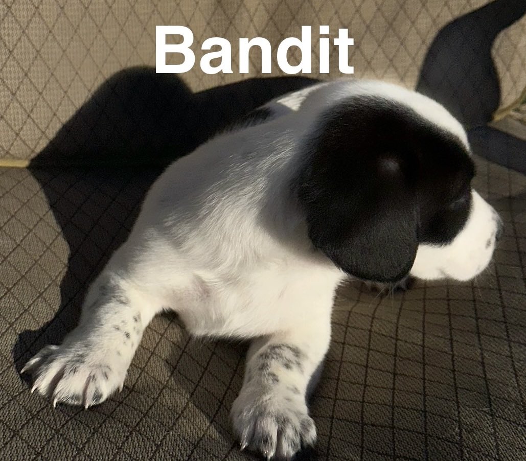 Z_Solves_It's tweet image. These pups will be 12 weeks December 14, and not before.  DM us for details if interested.
#puppy #dog #friend #christmas #trending #viral