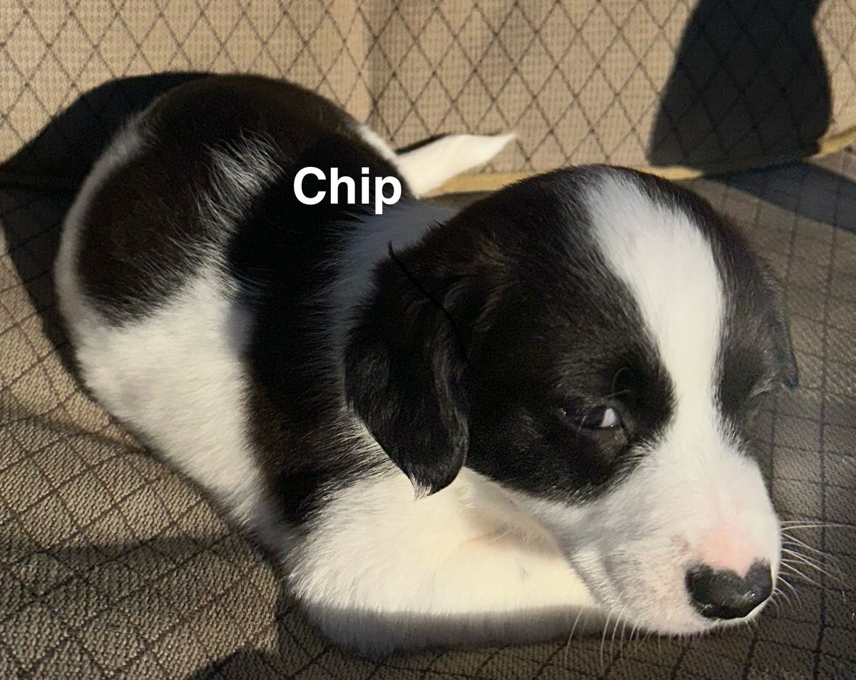 Z_Solves_It's tweet image. These pups will be 12 weeks December 14, and not before.  DM us for details if interested.
#puppy #dog #friend #christmas #trending #viral