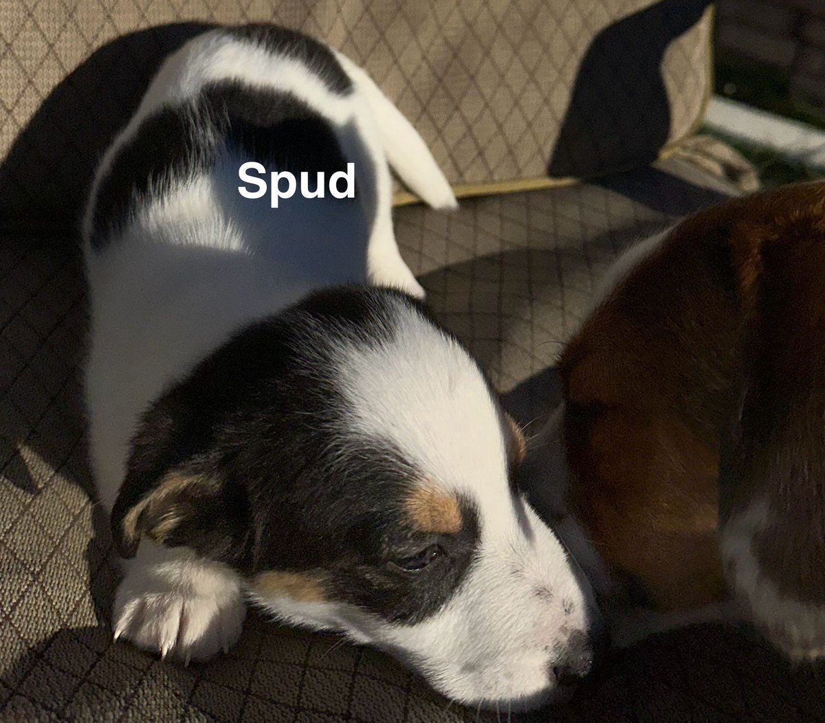 Z_Solves_It's tweet image. These pups will be 12 weeks December 14, and not before.  DM us for details if interested.
#puppy #dog #friend #christmas #trending #viral