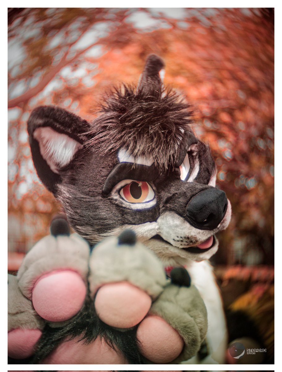 zet_soku's tweet photo. You are feeling eepy! 
#FurcoNZ #FurcoNZ2024
📷: @SteferdH
🪡: @mixedcandy https://t.co/XK8LD4XXQt
