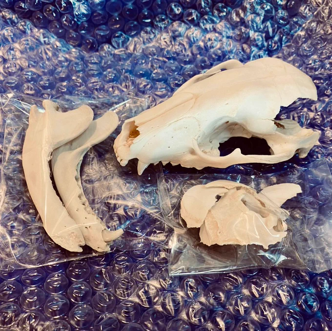 届いた!自分で皮を剥ぎ肉を削ぎ落とした頭骨!!! 
