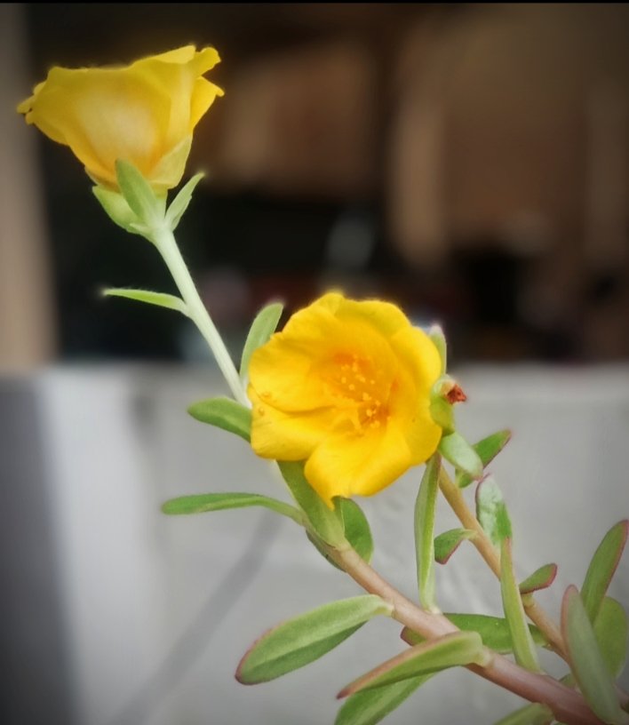 SholaiShans's tweet photo. கண்மலர்ந்த பொன்மலர்கள் 😍
#tinyflower https://t.co/W9syTFgY7d