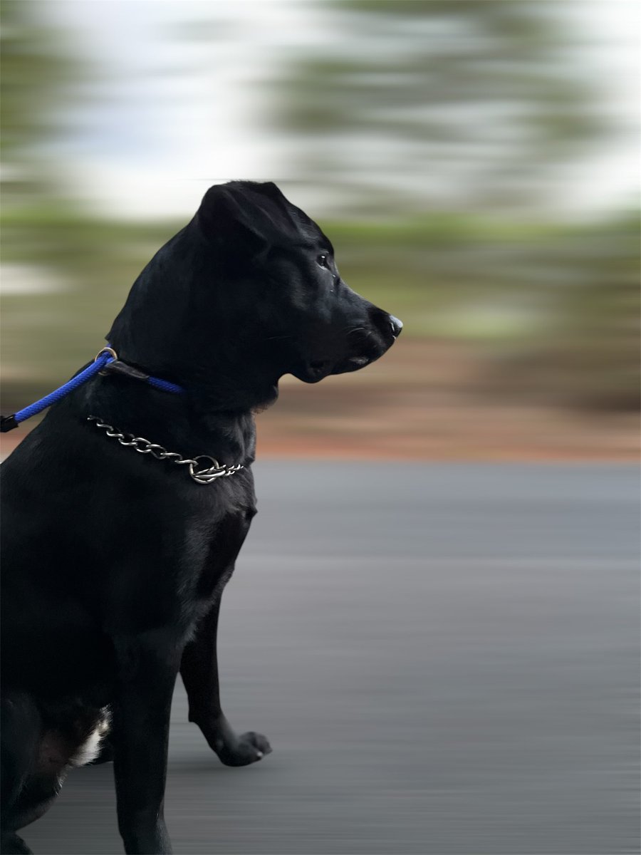 NittishSharrma's tweet image. Starting the morning right with Neo by my side, a walk, and a comforting coffee.

#digitaljournal