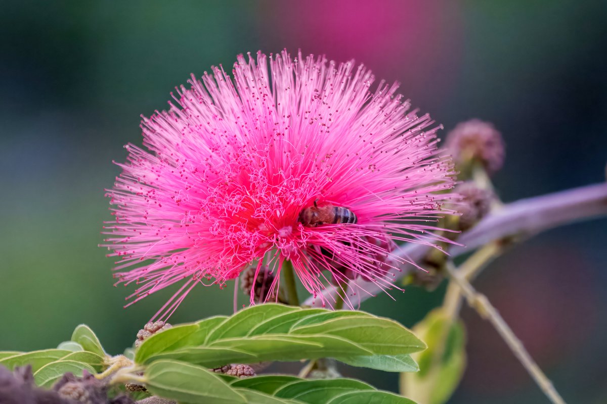 Pink Powder Puff (Calliandra haematocephala). Solana Beach, CA