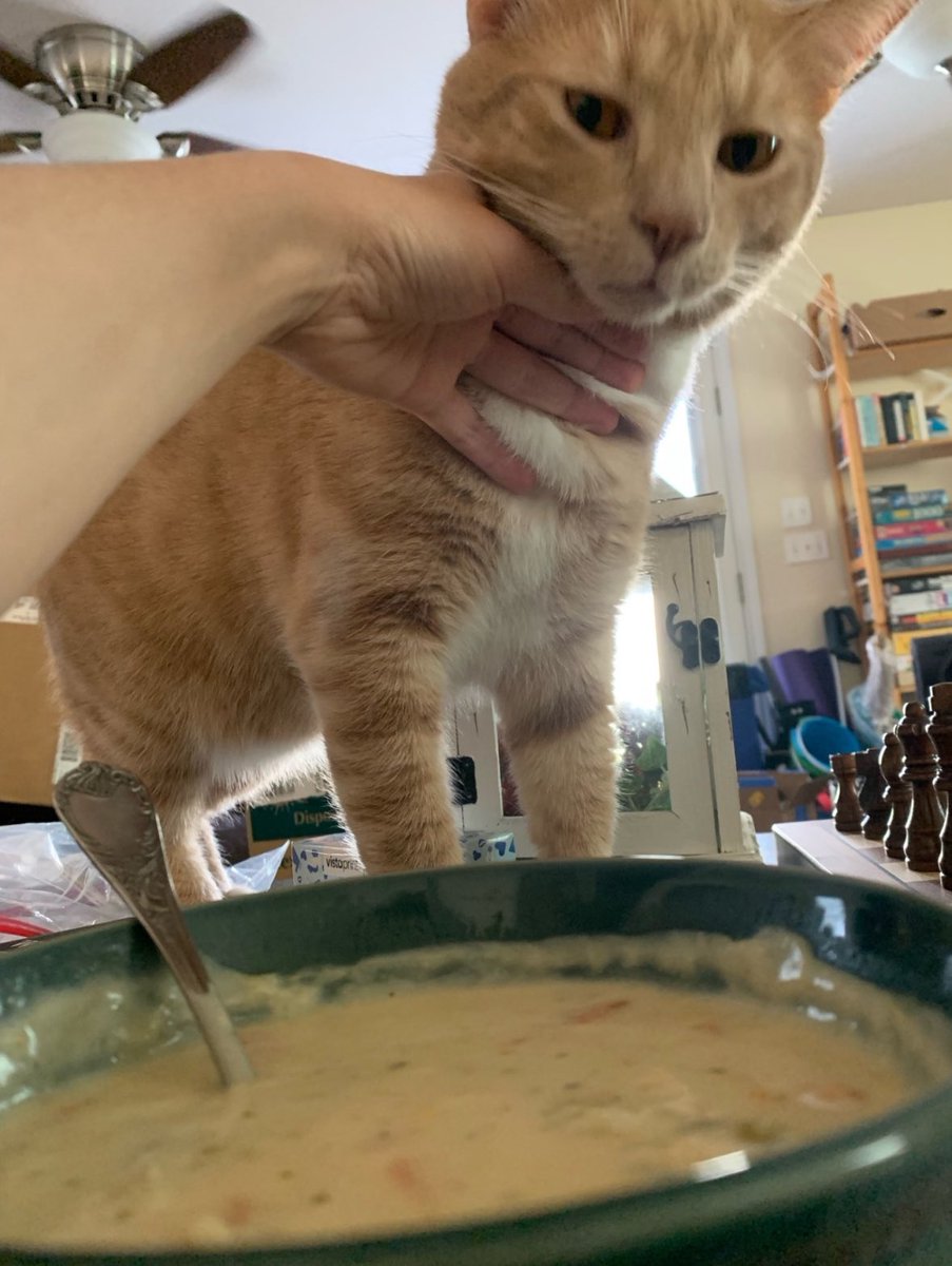 PunchingCat's tweet image. bothersome creature