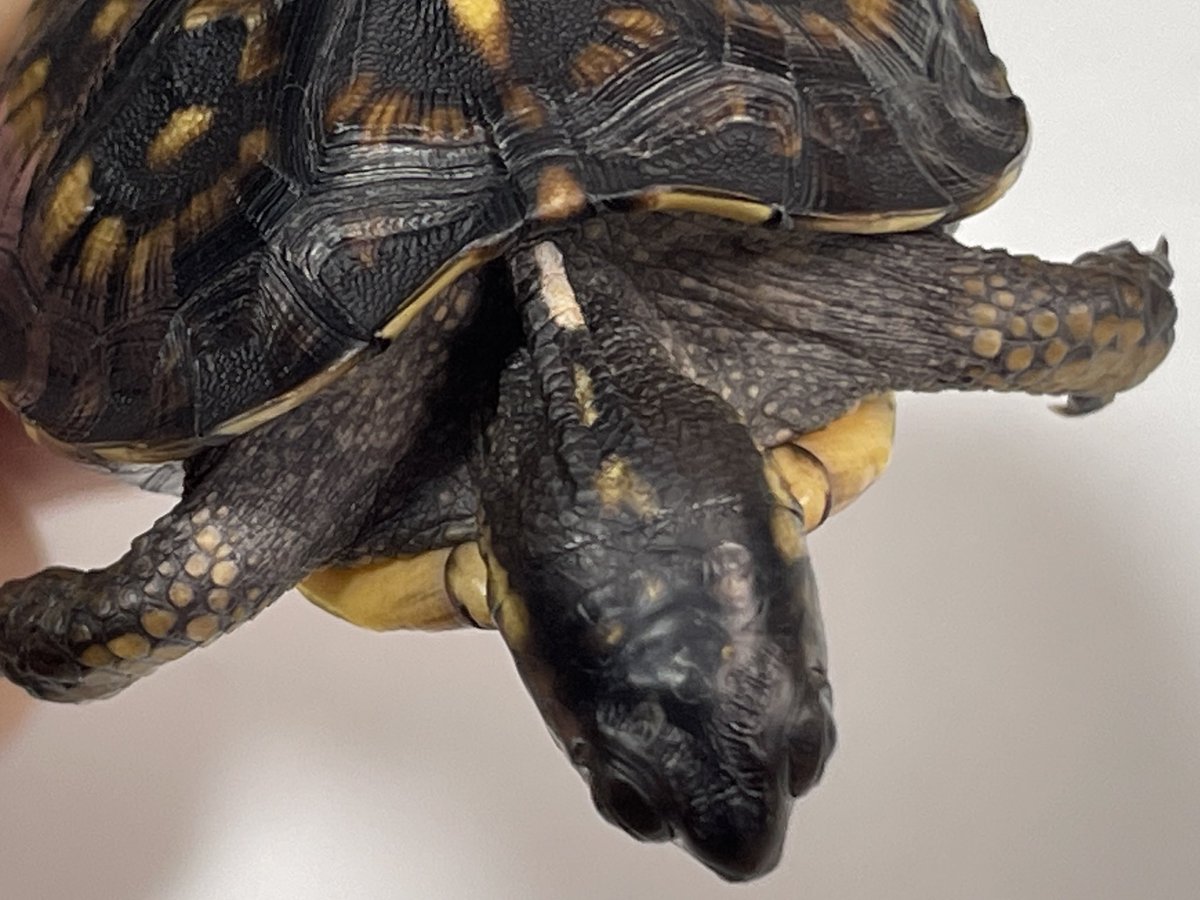 Tortoise_Farm's tweet photo. ガルフコーストハコガメ

和象亀産2024（ブラックタイプ）

この子のちょっと面白い所は
首の奥の模様。

白い一本のラインが入る◉

成長に伴って、顔や首が白くなれと
期待せずにはいられない✨

#ガルフコーストハコガメ
#ブラックガルフ
#ジェットブラックガルフ
#Terrapenecarolinamajor
#wazouki https://t.co/EkdAe0T4vm