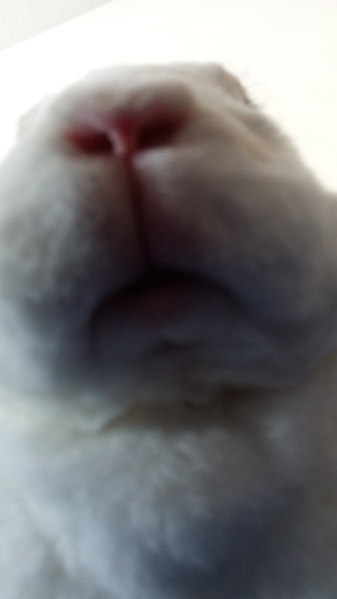 floorsharkmomma's tweet image. NOSTRIIIIIIIIIIILS!!!!!!!! #CloverRex #bunnynose