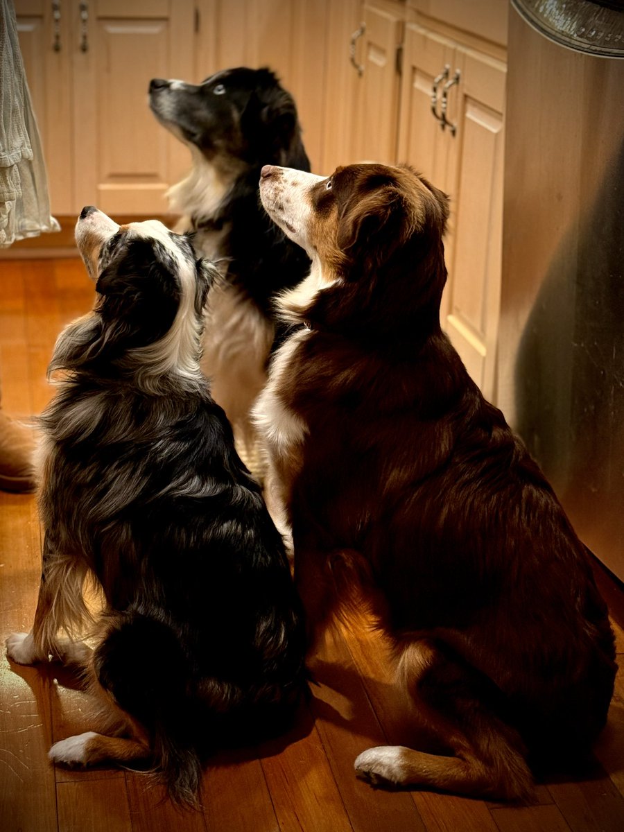 toddmccandless's tweet photo. What it looks like when we have a package of ham on the counter.  :) #australianshepherd https://t.co/QuwEWYqD9l