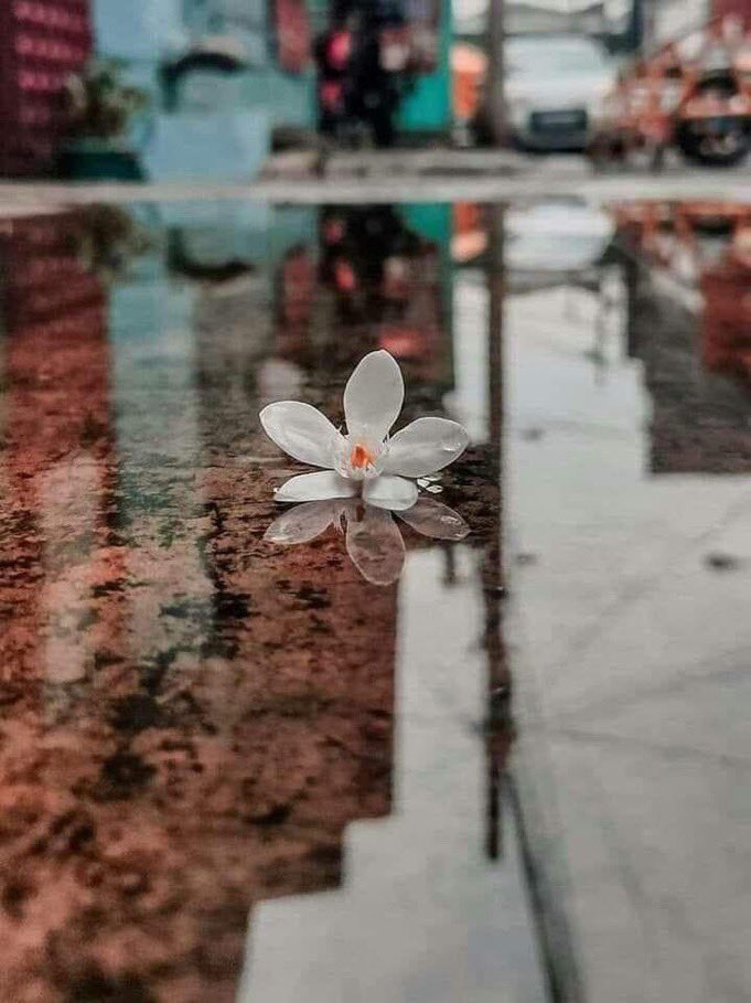 عندما تزهر الروح لا يهمها تعاقب الفصول
أزهر من جديد أثبت لهم أن الذبول خرافة..🤍

 صباح الاشياء المُشرقه 🌱