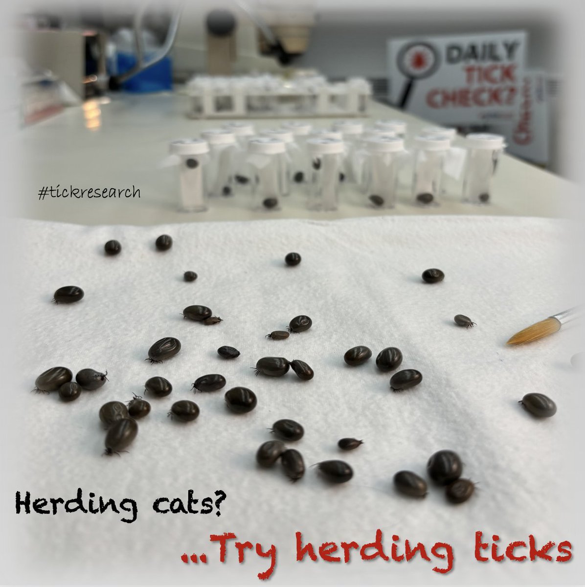 #tickresearch Today we harvested a hundred blood-engorged blacklegged ticks. After a bath, we’re drying them off and rounding them up to put in the incubator and await egg laying. If all goes well, this round-up could result in 200,000 new larval ticks. bit.ly/newTERChome