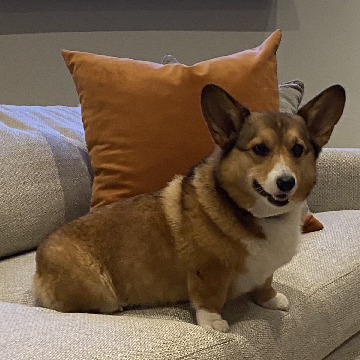 RubyCorgi's tweet image. Just looking perfectly adorbs. #corgi