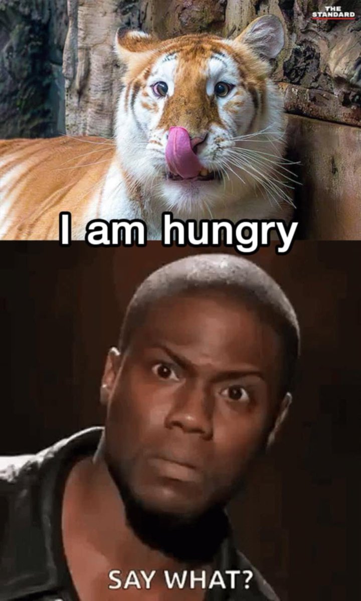 Jim888za's tweet photo. I'm hungry. Please fill me up. 

#AvaGoldenTiger #avaonsol $AVA #Memecontest #Airdrop https://t.co/599GlcQ8Ej