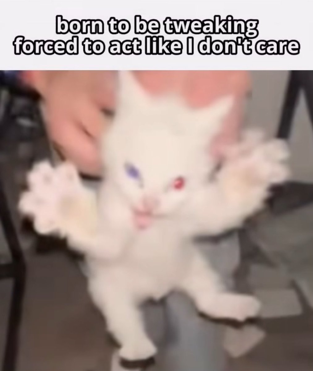 Mozzi_rl's tweet photo. @ocedumbass @Catsillyness @Pohssum https://t.co/9a3lRYHGY8