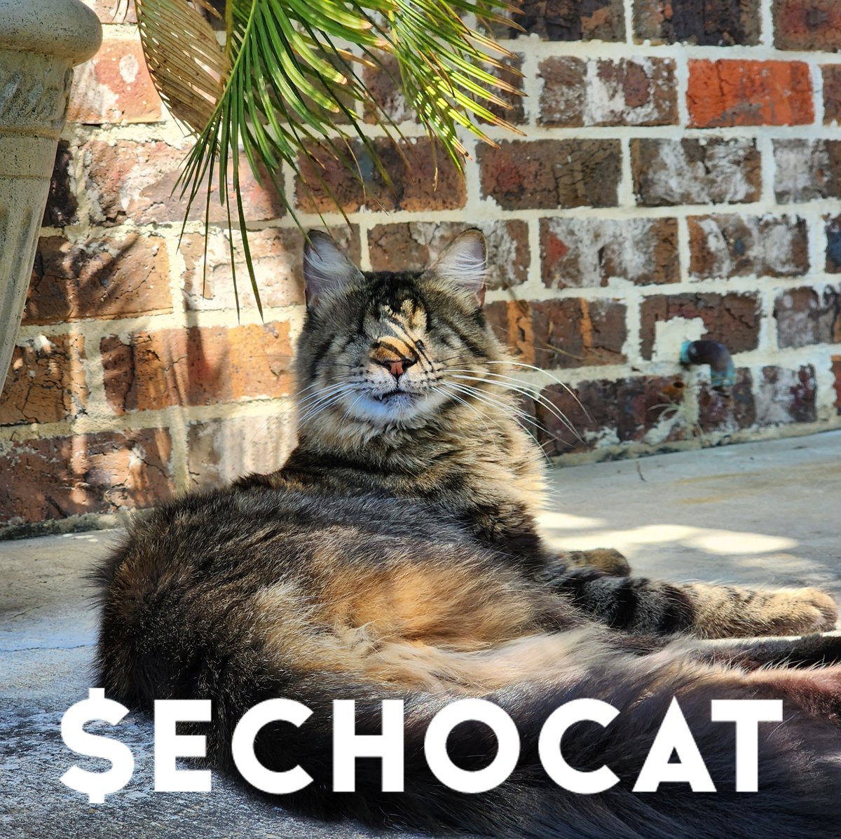StMoonShellz's tweet image. Did you see @echocatsol live stream? Pretty cool to see a fella with a vision to feed &amp;amp; shelter stray cats across the country with a little degen fire on the side! $echocat