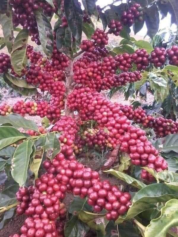 Huila, líder indiscutible de la caficultura cbiana, reafirma su posición en el 2024 con un 19,08% de la producción nal. Este logro, sostenido por 14 años consecutivos, es el reflejo del trabajo de 86,600 familias que han hecho del café el motor económico y social del depto.