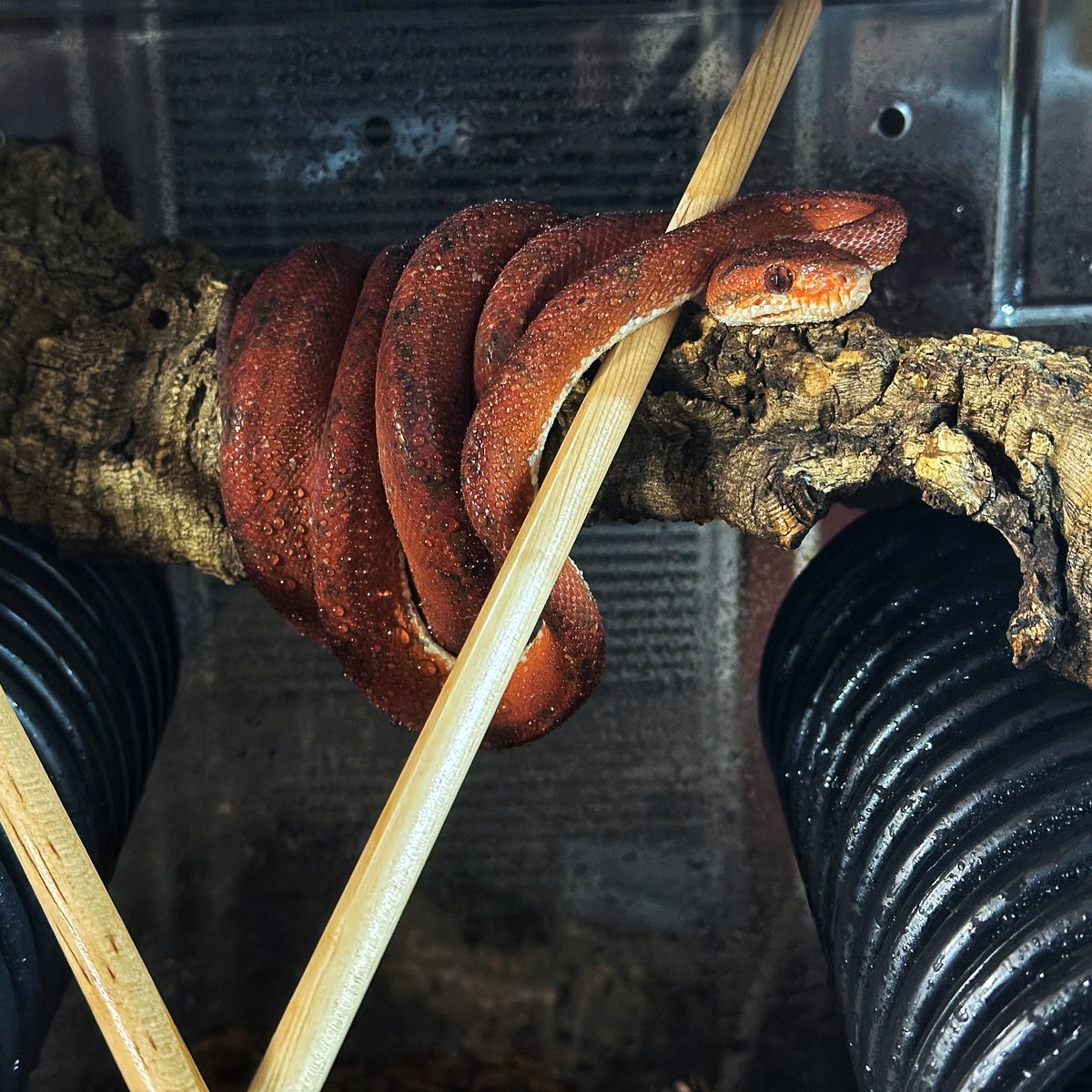 Blood Bath out perched last night! 😍🔥