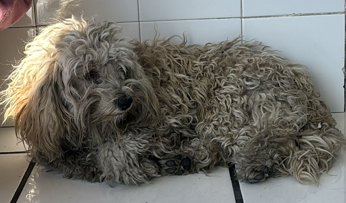 VIBRAmascotas's tweet photo. Neza es terrible para los animales, otro pequeño rescatado hoy 
Tiene aprox 2 años. 
Buscamos hogar temporal o definitivo urgentemente, ya no podemos con más 
Por favor 🙏🏽🙏🏽🙏🏽🙏🏽wats 5548724347
#AdoptaNoCompres #CiudadDeMéxico https://t.co/uYXQwMrxR2