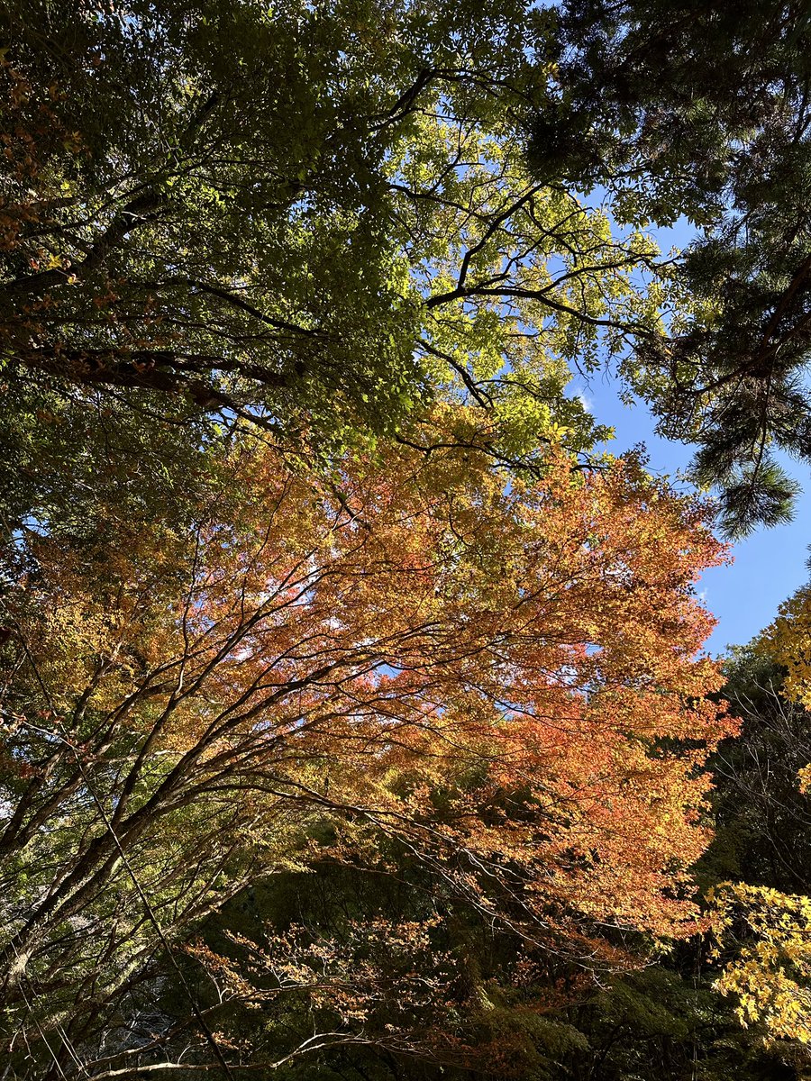 今日は紅葉を見に彼とドライブ。