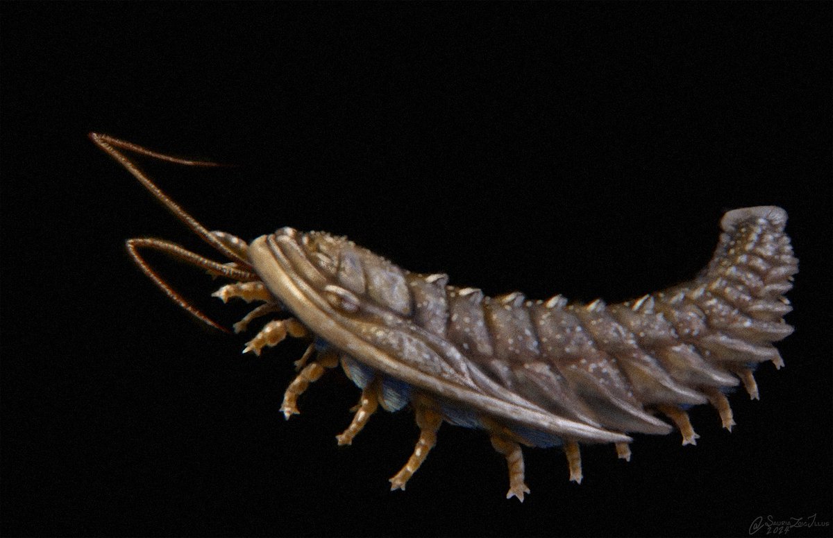 quick little thingo of the new aussie trilobite: Triarthrus novoaustralis

trying to be more okay with imperfections in my art, i still struggle with focusing on fine details which dont really add much to the final composition, even here i admittedly do it a bit

#AusPalaeo