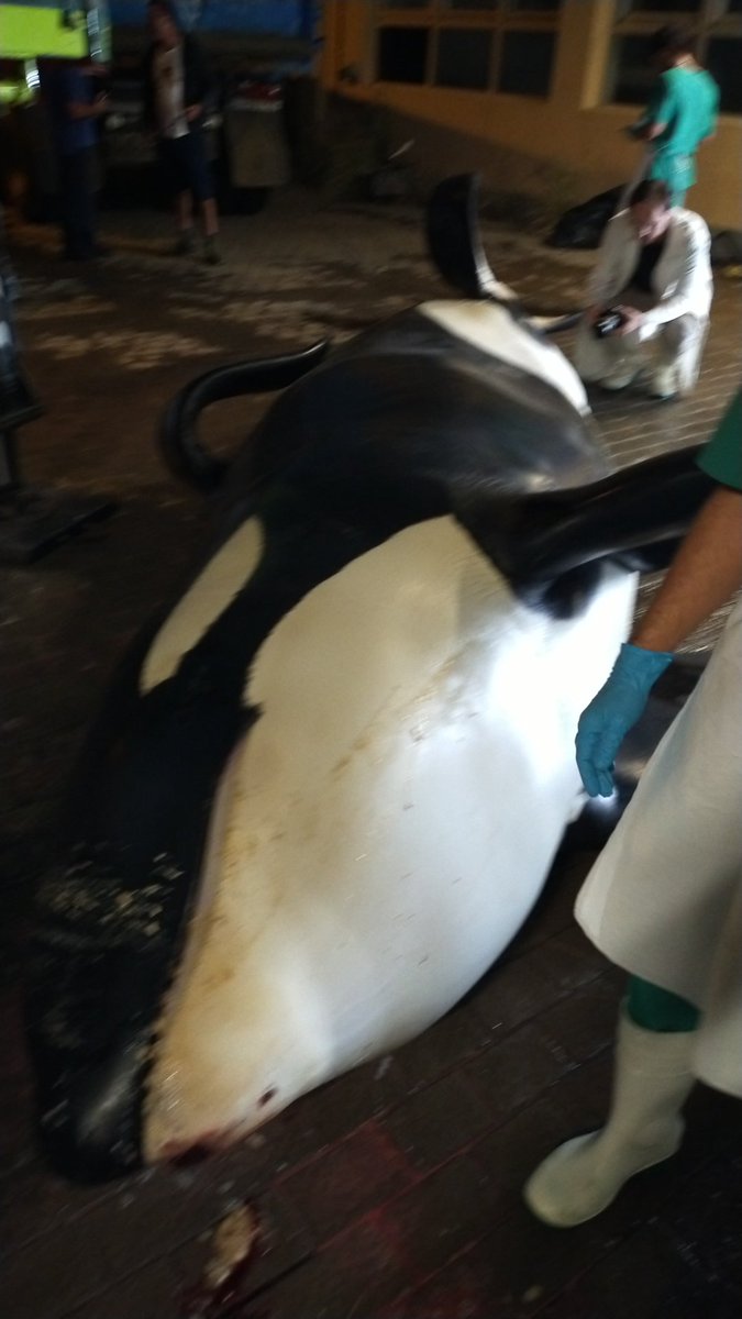 IUSAeu's tweet photo. 24/7 Servicio Anatomía Patológica Veterinaria  (SERSASA_ULPGC) @IUSAeu @fvulpgc @ulpgc @csocial_ulpgc @CestULPGC @LP__Fundacion @LoroParque. A su llegada, EQUIPO PATVET mostró "respeto Maorí" a KETO antes d realizar su necropsia", durante la madrugada de sabado. #profesionalesVET https://t.co/URos1jPv6V
