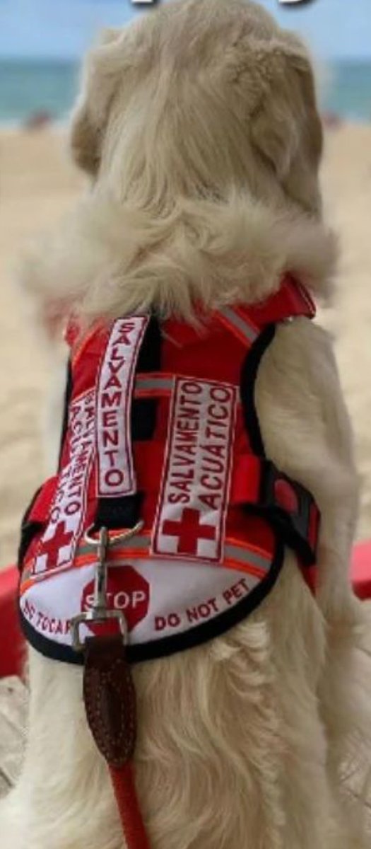 Si alguien está trabajando con un perro, ya sea un perro guía, de asistencia, de rescate o detector, lo mejor que puedes hacer es IGNORAR AL PERRO. Haz como que no está, no lo llames, no intentes acariciarlo y, sobre todo, evita que tu perro se acerque. Gracias. ⏬