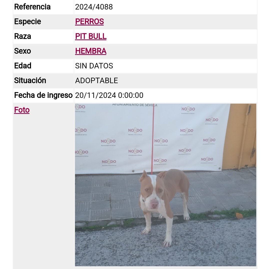 Hembrita.♀️Desde el 20 de noviembre encerrada en el #ZoosanitarioSevilla. 🥺

Para su #adopción. 👇🏾

• Ref.: 2024/4088.

Tel.: 955 47 26 36.
📩 adopcionanimal@sevilla.org

Tel.: 661 37 47 80 (particular; ajeno al zoosanitario).

#PitBull #ADOPTABLE 🤎🤍 #Zoosanitario #Sevilla