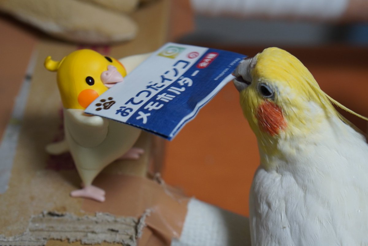 おてつだいインコ メモホルダー オカメちゃん ノーマル（インコが 