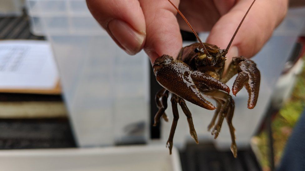 ⚠️ In the next of our series of blogs highlighting the species we're pledging to protect as part of Reverse the Red, we're focusing on the white-clawed crayfish.

Read the blog: bristolzoo.org.uk/news/species-s…